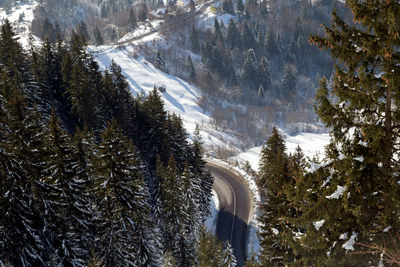 Trees on snow covered mountain