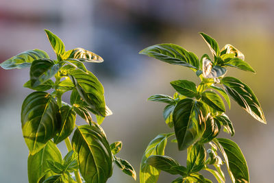 Close-up of fresh green plant