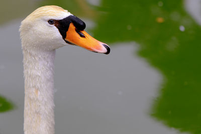 Close-up of swan looking away