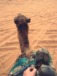 High angle view of camel relaxing on sand at desert