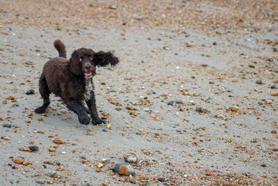 Portrait of dog running on beach