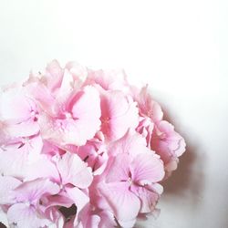 Close-up of pink flowers over white background