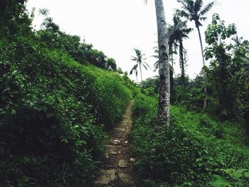 Scenic view of trees on landscape against sky