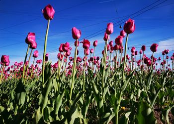 Low angle view of flowering plants on field against sky