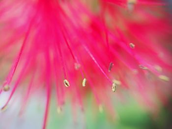 Macro shot of water drops on pink flower