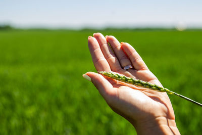 Close-up of hand holding wheat on agricultural field