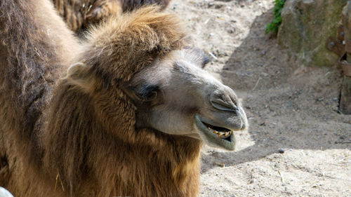 Close-up of a horse in zoo