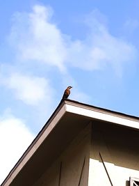 Low angle view of bird perching on building against sky