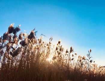 Close-up of stalks against clear sky