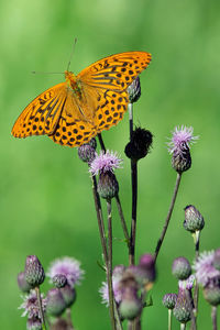 Close-up of butterfly pollinating on purple flower