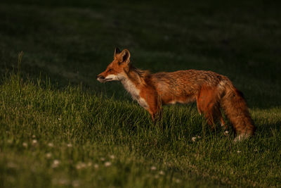 A female red