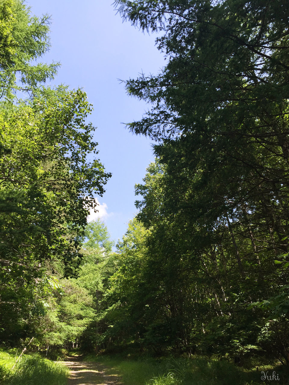 tree, growth, green color, clear sky, tranquility, low angle view, tranquil scene, nature, beauty in nature, scenics, lush foliage, branch, forest, sky, green, day, sunlight, blue, water, idyllic