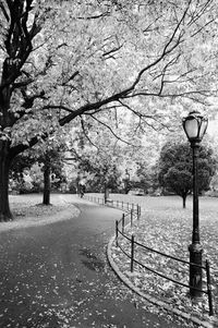 View of cherry blossom trees in park