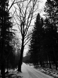 Road passing through bare trees