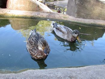 High angle view of ducks in lake