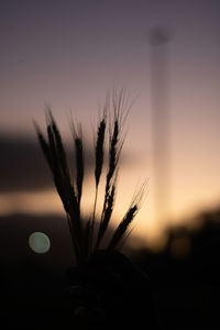 Close-up of silhouette plant on field against sky at sunset