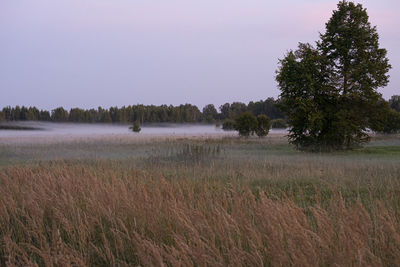 Scenic view of field against clear sky