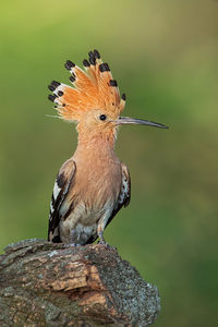 Close-up of bird perching on wooden post