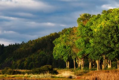 Trees growing on field against sky