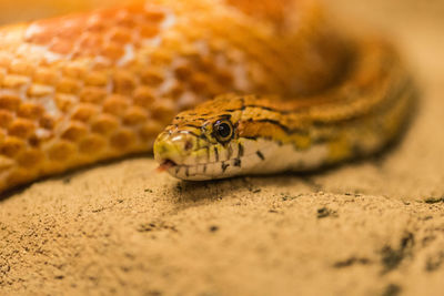 Close-up of lizard on a land