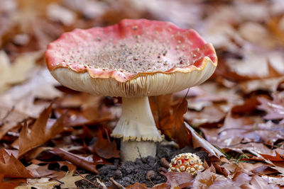 Close-up of mushroom growing on field