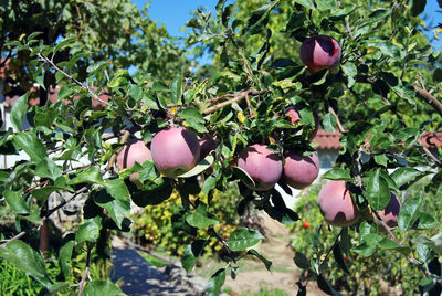 Close-up of fruits growing on tree