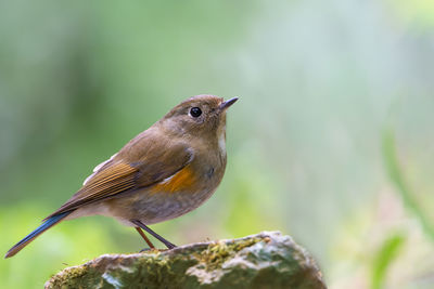 Close-up of bird perching on rock