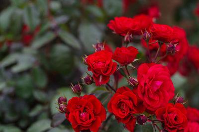 Close-up of red flowering plant