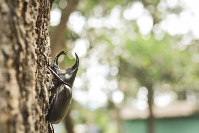 Close-up of five horn rhino beetle on tree trunk