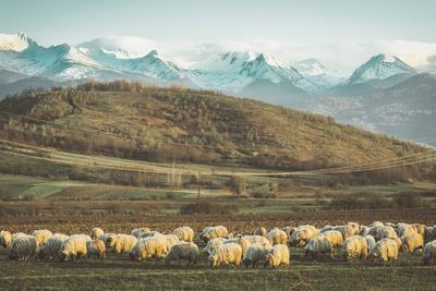 Flock of sheep on field against mountain range