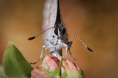 Close-up of butterfly pollinating on flower