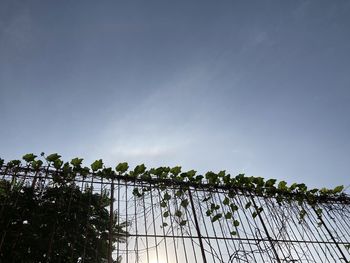 Low angle view of plants against sky