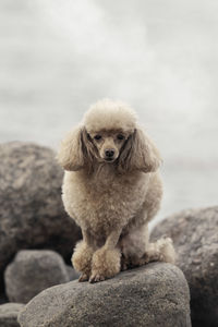 A beautiful little dog is sitting on a rock on the shore of the lake