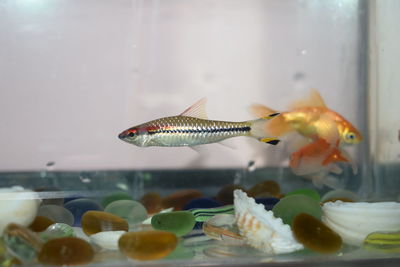 Fish swimming in sea seen through glass