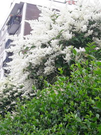 White flowering plants by building