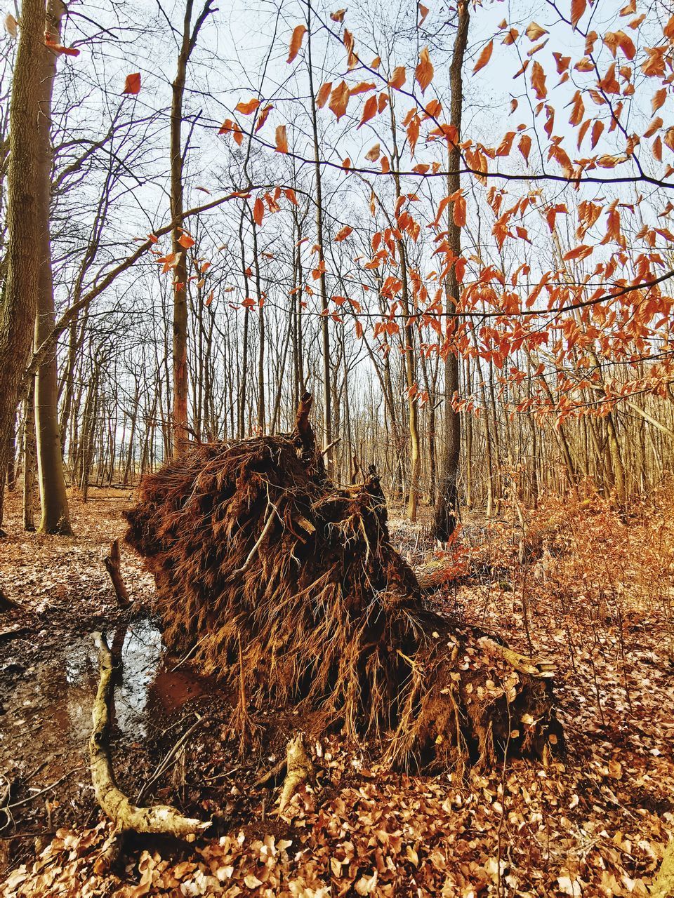 BARE TREE IN FOREST