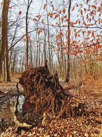 View of bare trees in forest