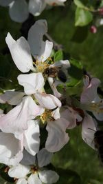 Close-up of flowers