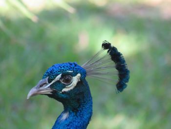 Close-up of peacock