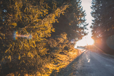 Road amidst trees against sky