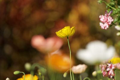 Close-up of yellow flowering plant