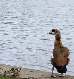 Birds in water