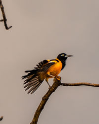 Low angle view of bird perching on branch