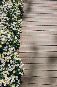 High angle view of flowering plants by wooden footpath