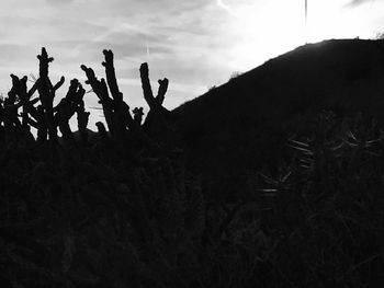 Plants against sky