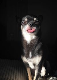 Portrait of dog sticking out tongue