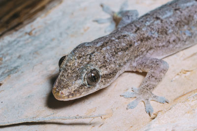 Close-up of lizard on rock