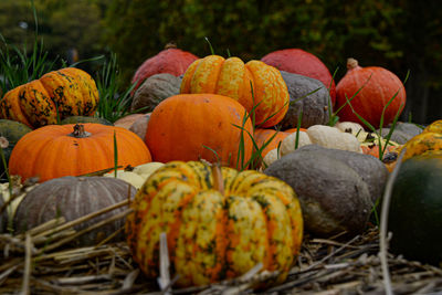 Close-up of pumpkins on field during autumn