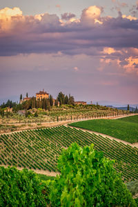 Tuscan winery in golden hour