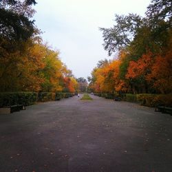Road passing through forest